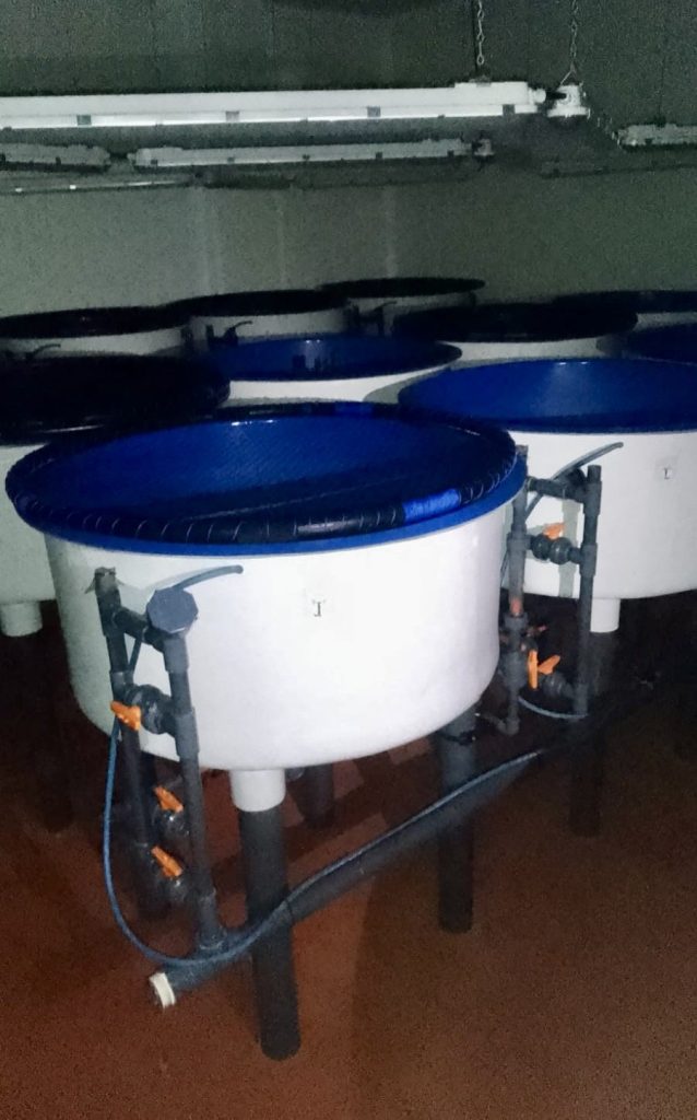 Circular Aquaculture Tanks – 1000 x 450 mm – 16 Available – Wales